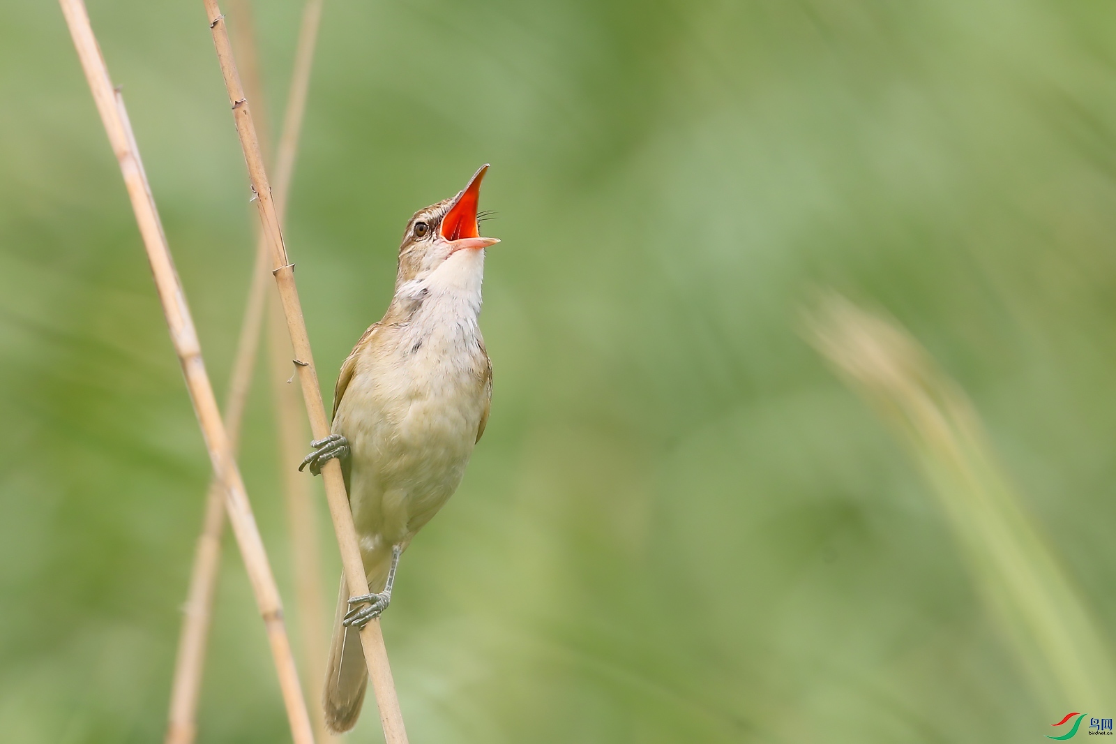 AQ4P1266-1.jpg