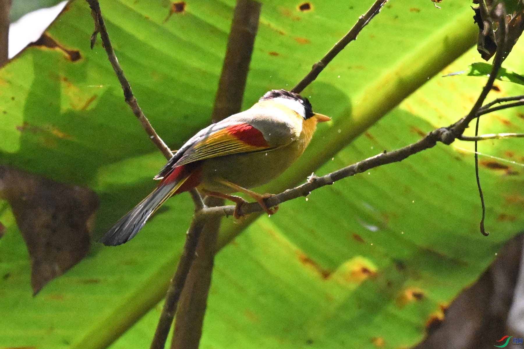 DSC_6585.JPG