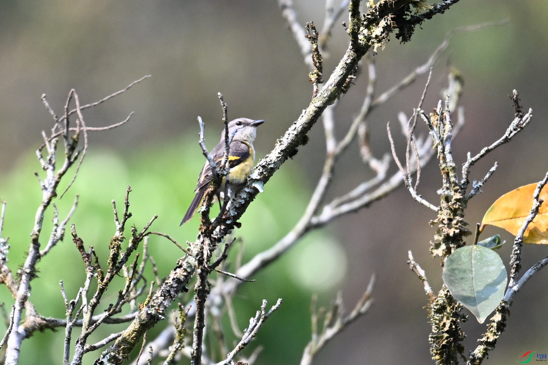 DSC_6613.JPG