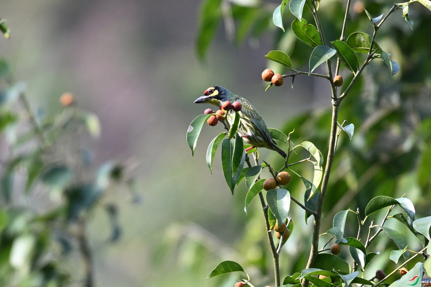 DSC_6616.JPG