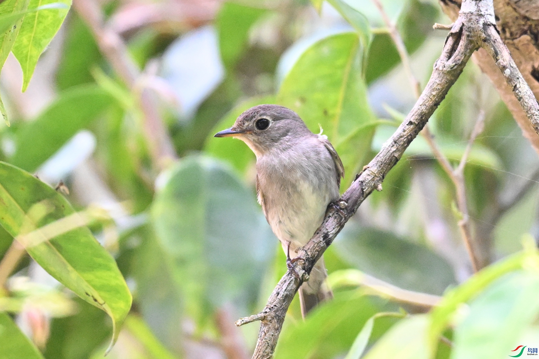 DSC_6603.JPG