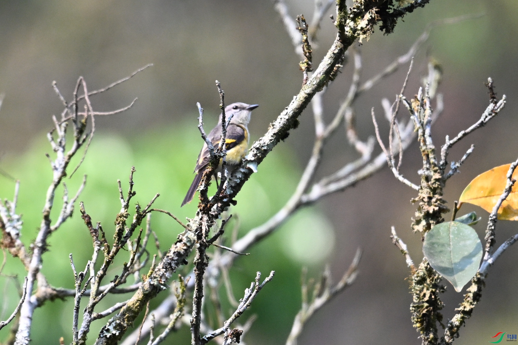 DSC_6615.JPG
