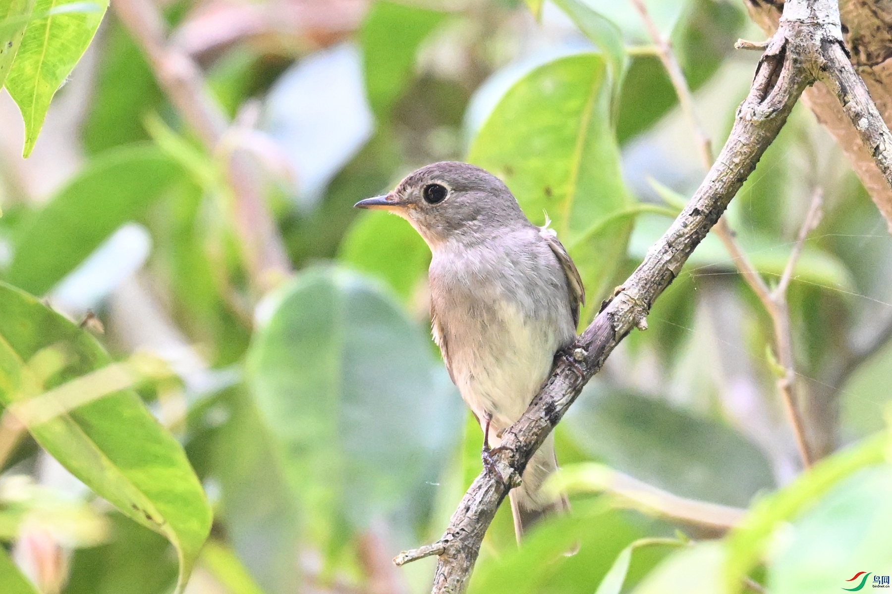DSC_6605.JPG