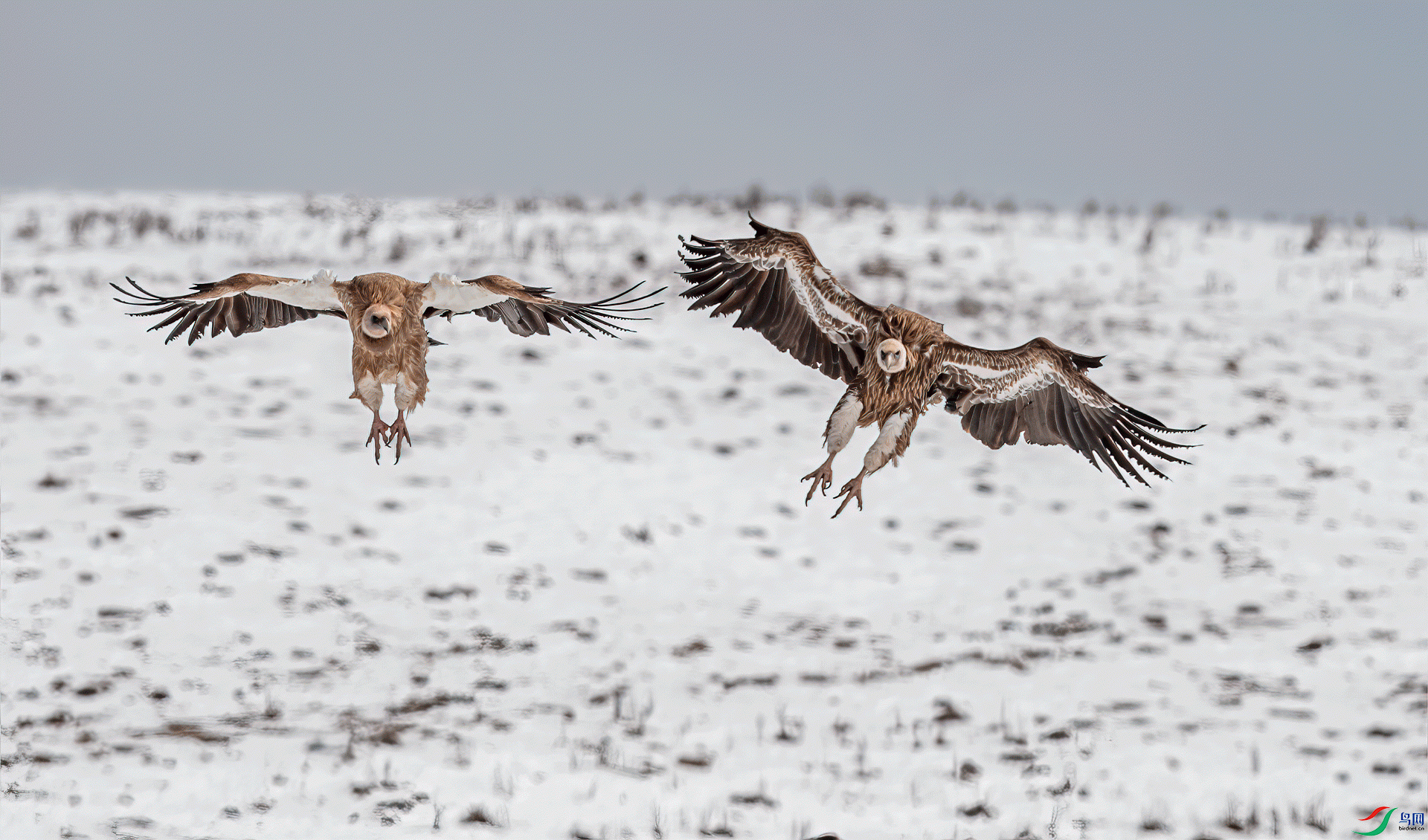 _DSC3966-11.gif