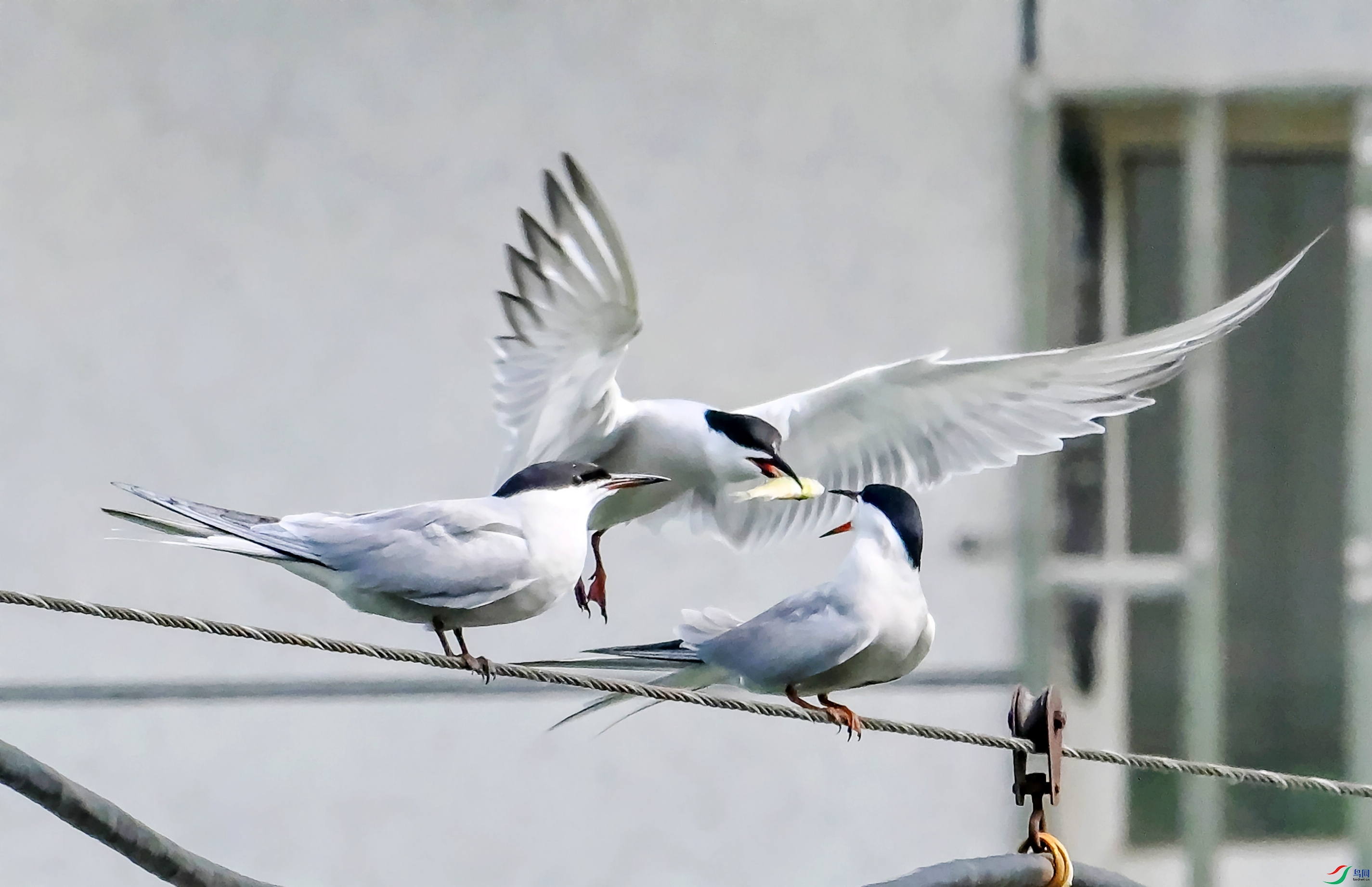 DSC_0601�Ͳ�.jpg