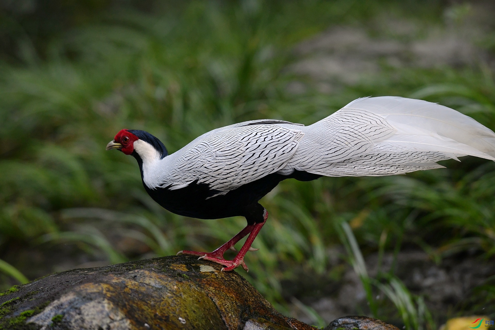 DSC_2484.jpg