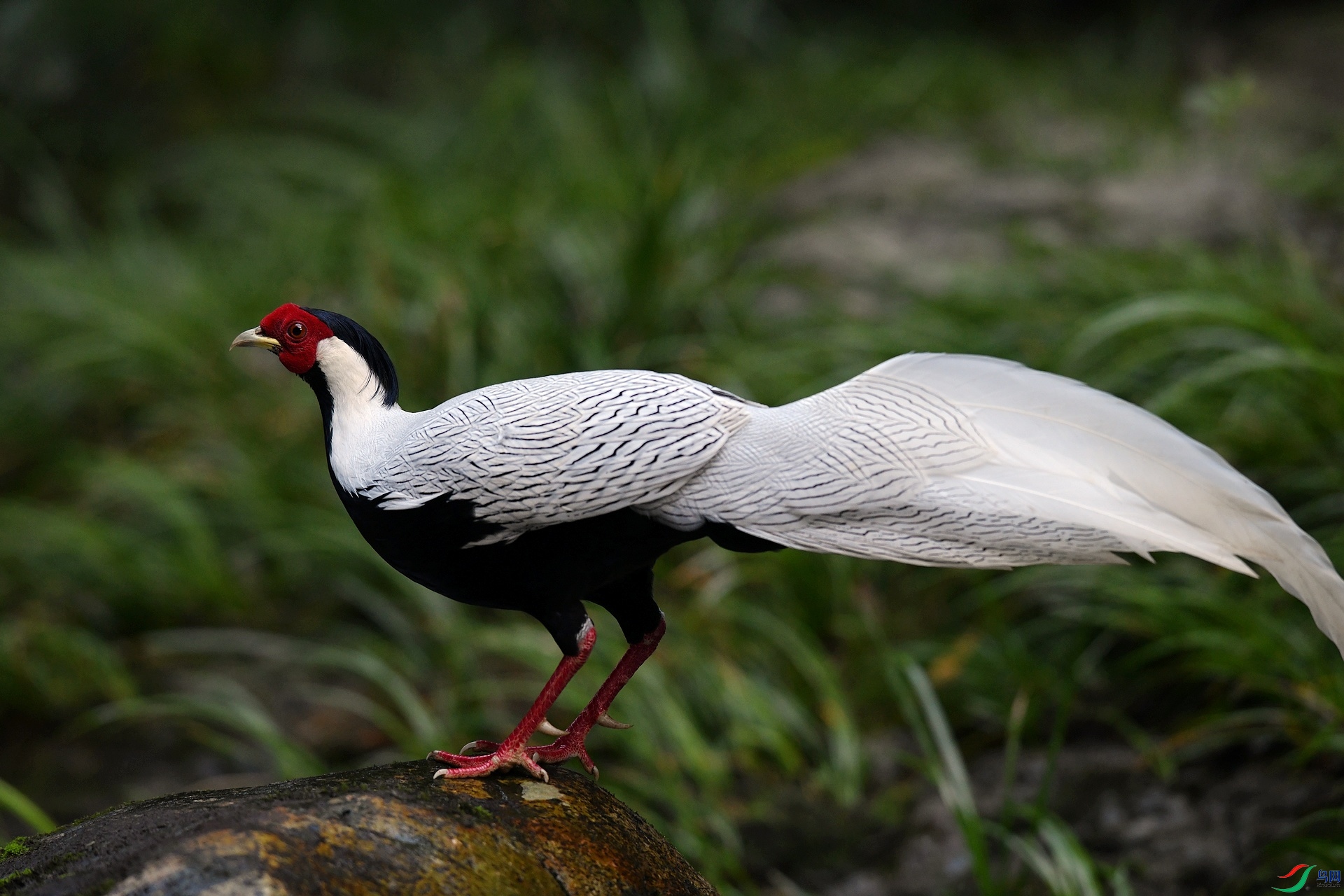 DSC_2486.jpg