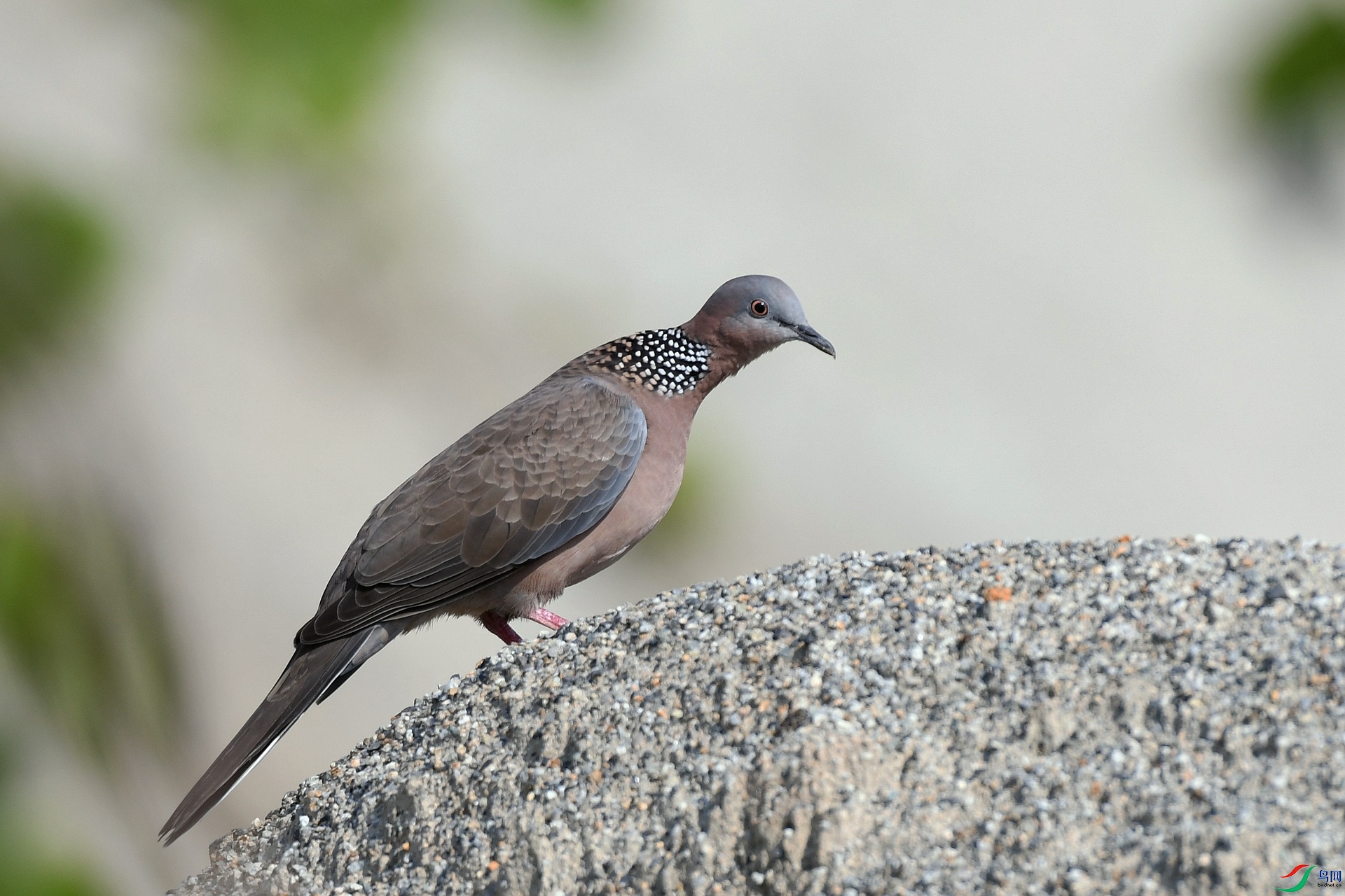 DSC_3213.jpg