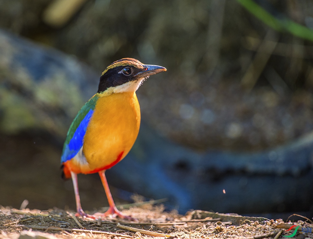 DSC_2435.jpg