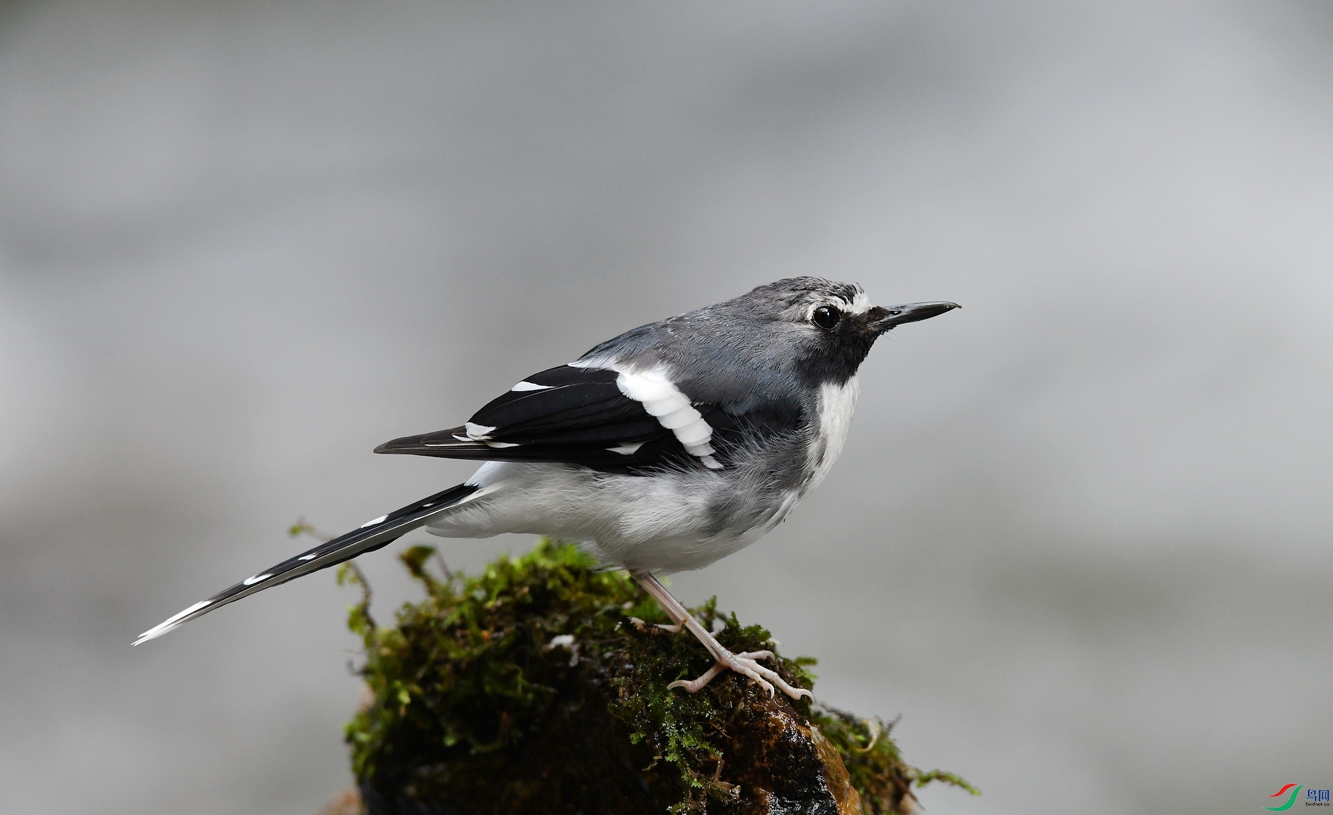 DSC_8009.jpg