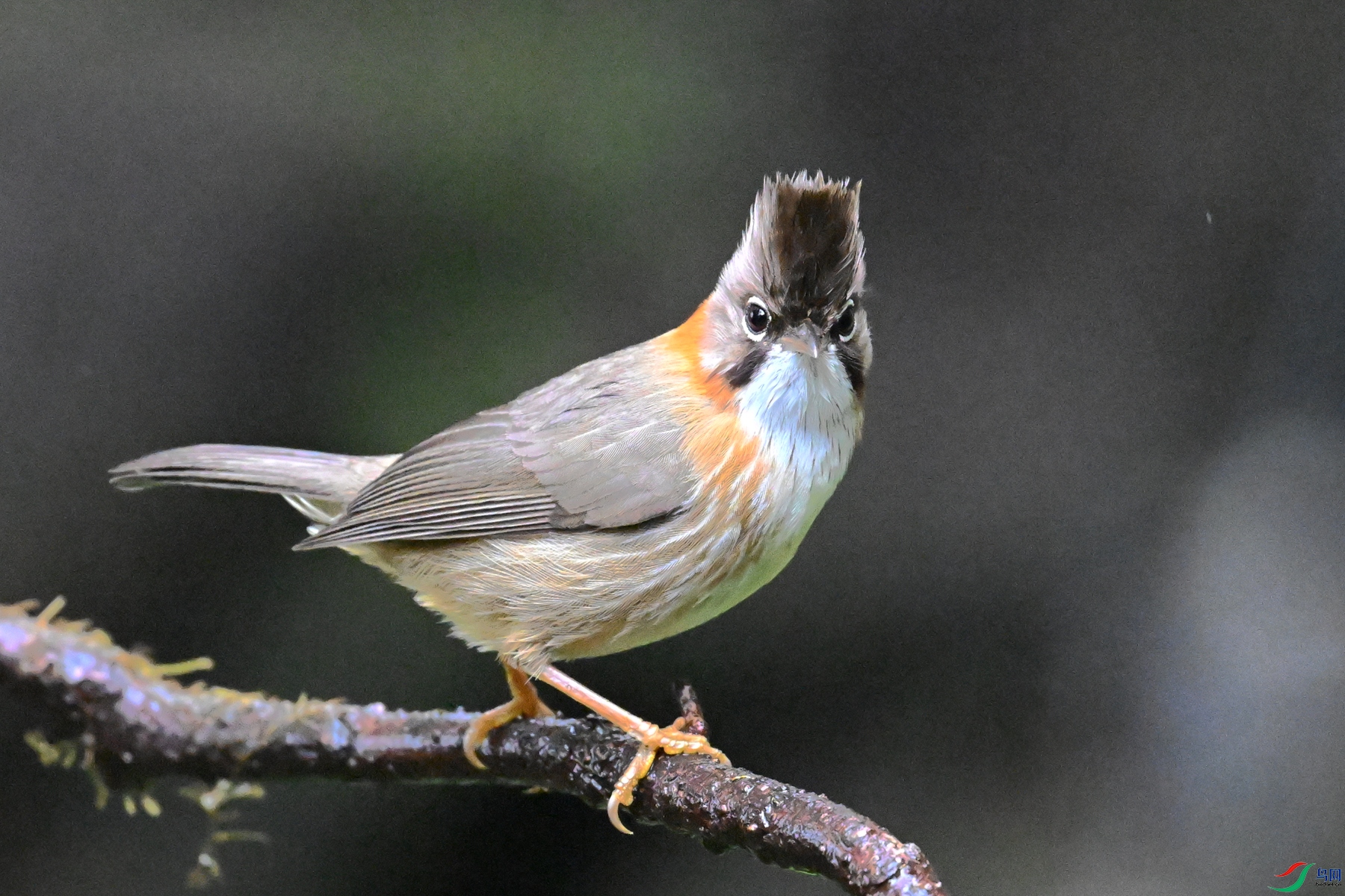 DSC_6769.JPG