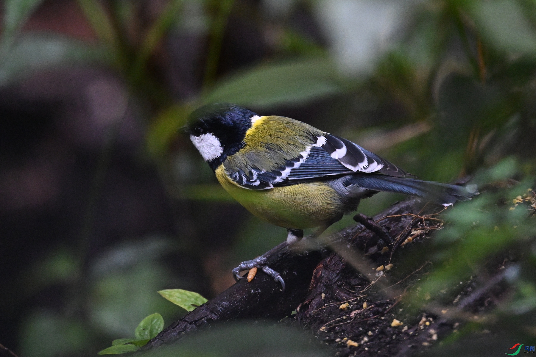 DSC_6719.JPG