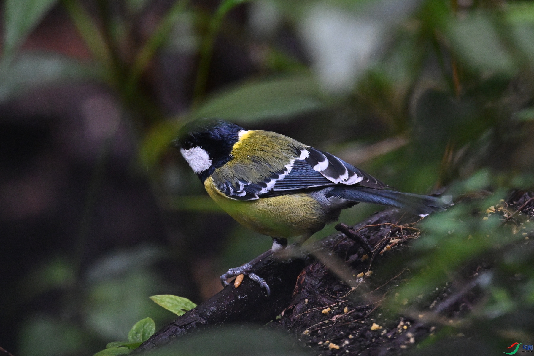 DSC_6720.JPG