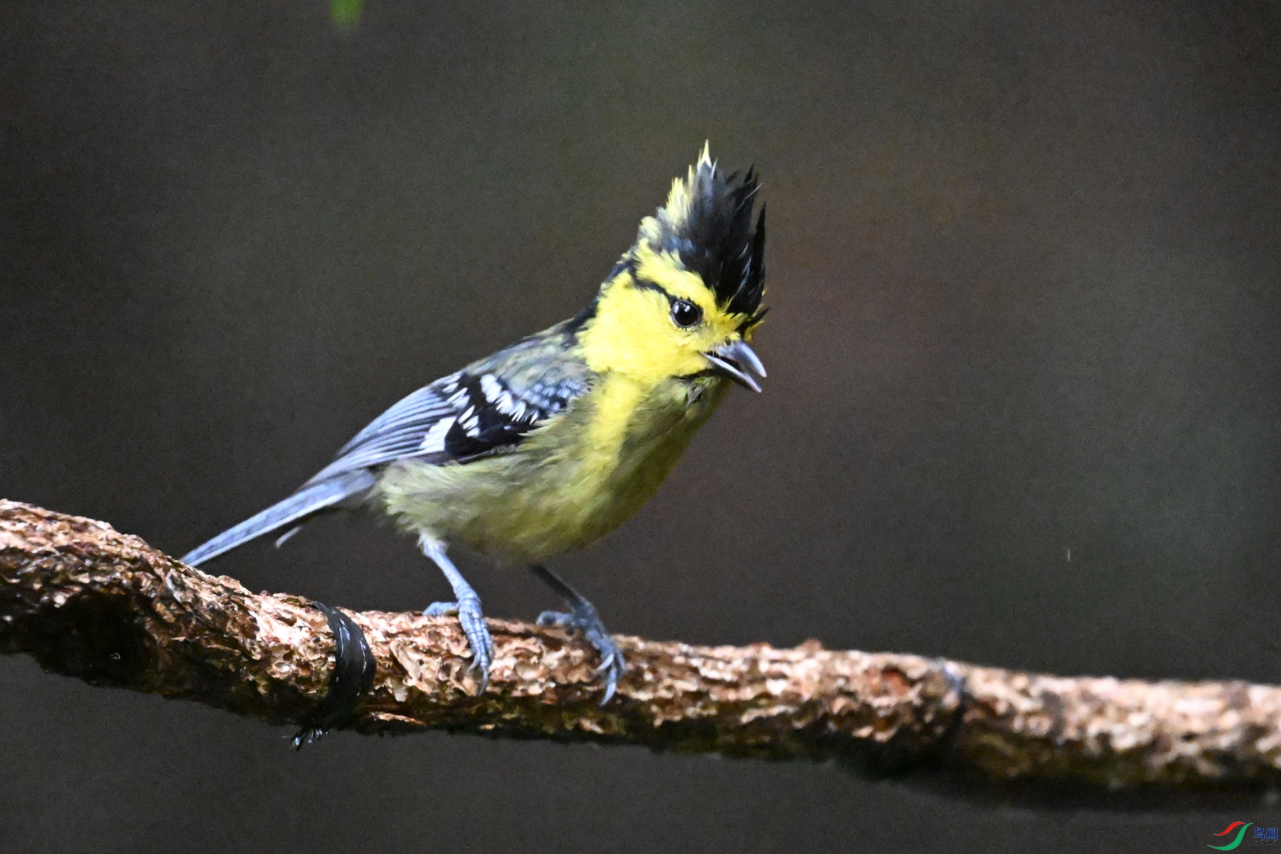 DSC_6732.JPG