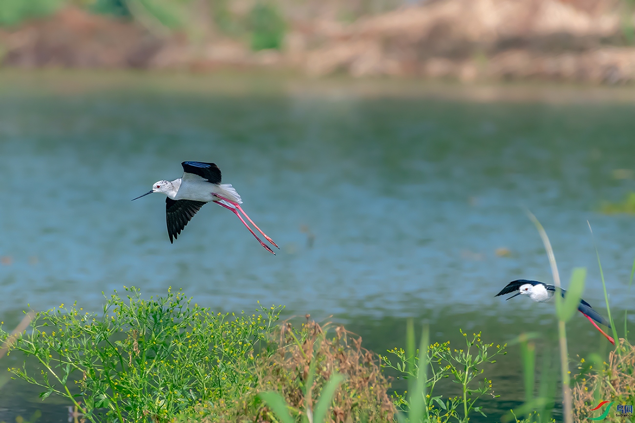 DSC_6544AB.jpg