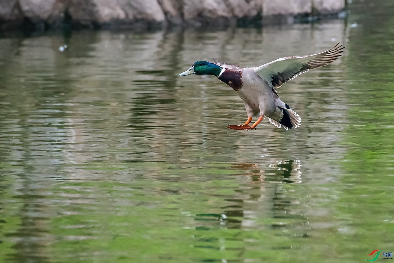 DSC_7010A.jpg