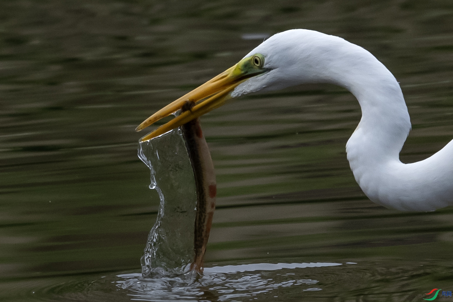 DSC_5223--.jpg