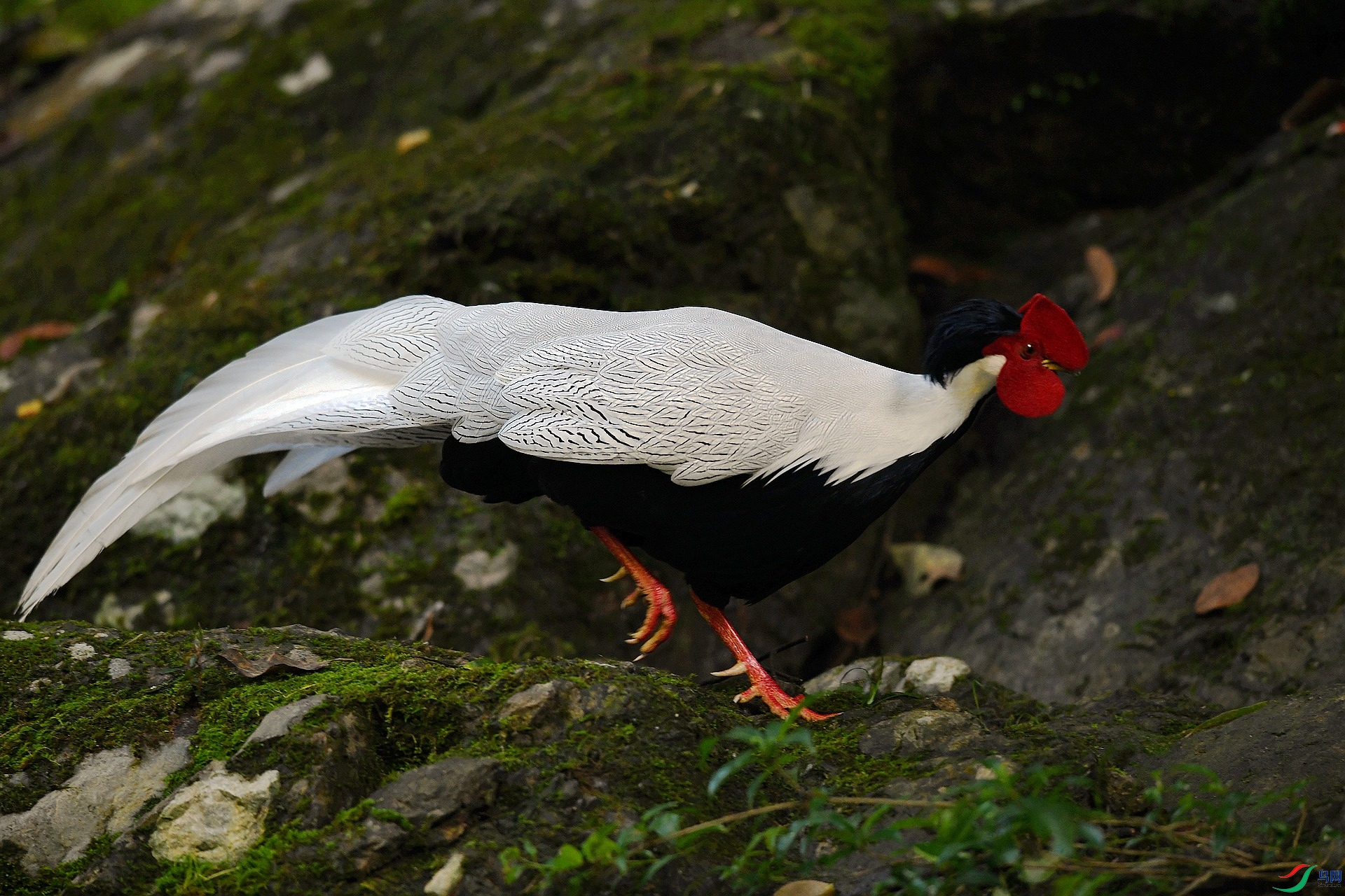 DSC_8194.jpg