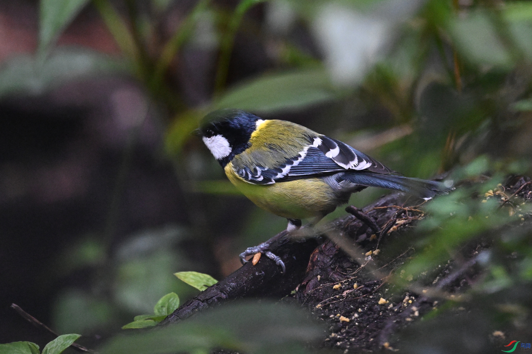 DSC_6721.JPG