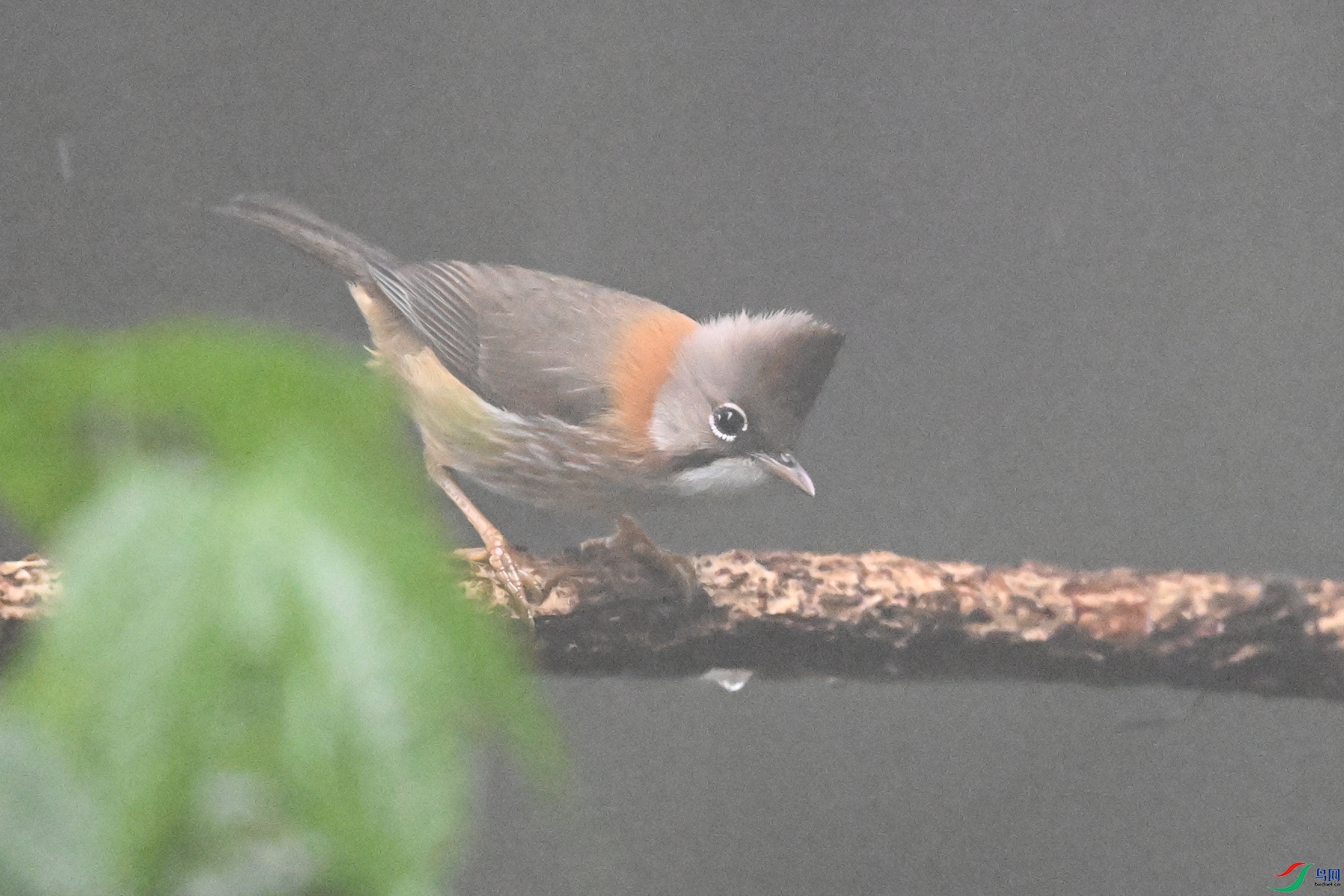 DSC_6799.JPG