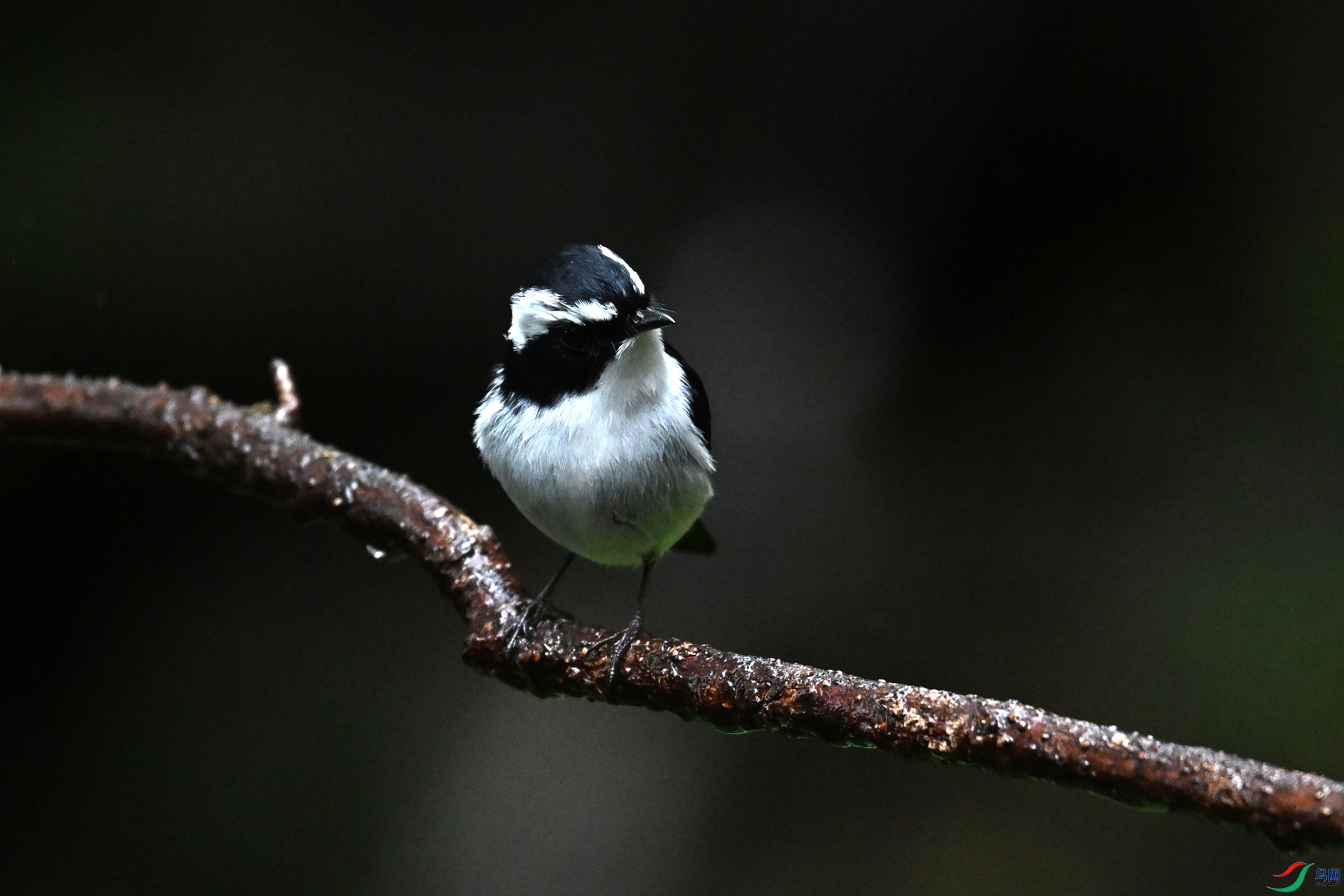 DSC_6747.JPG