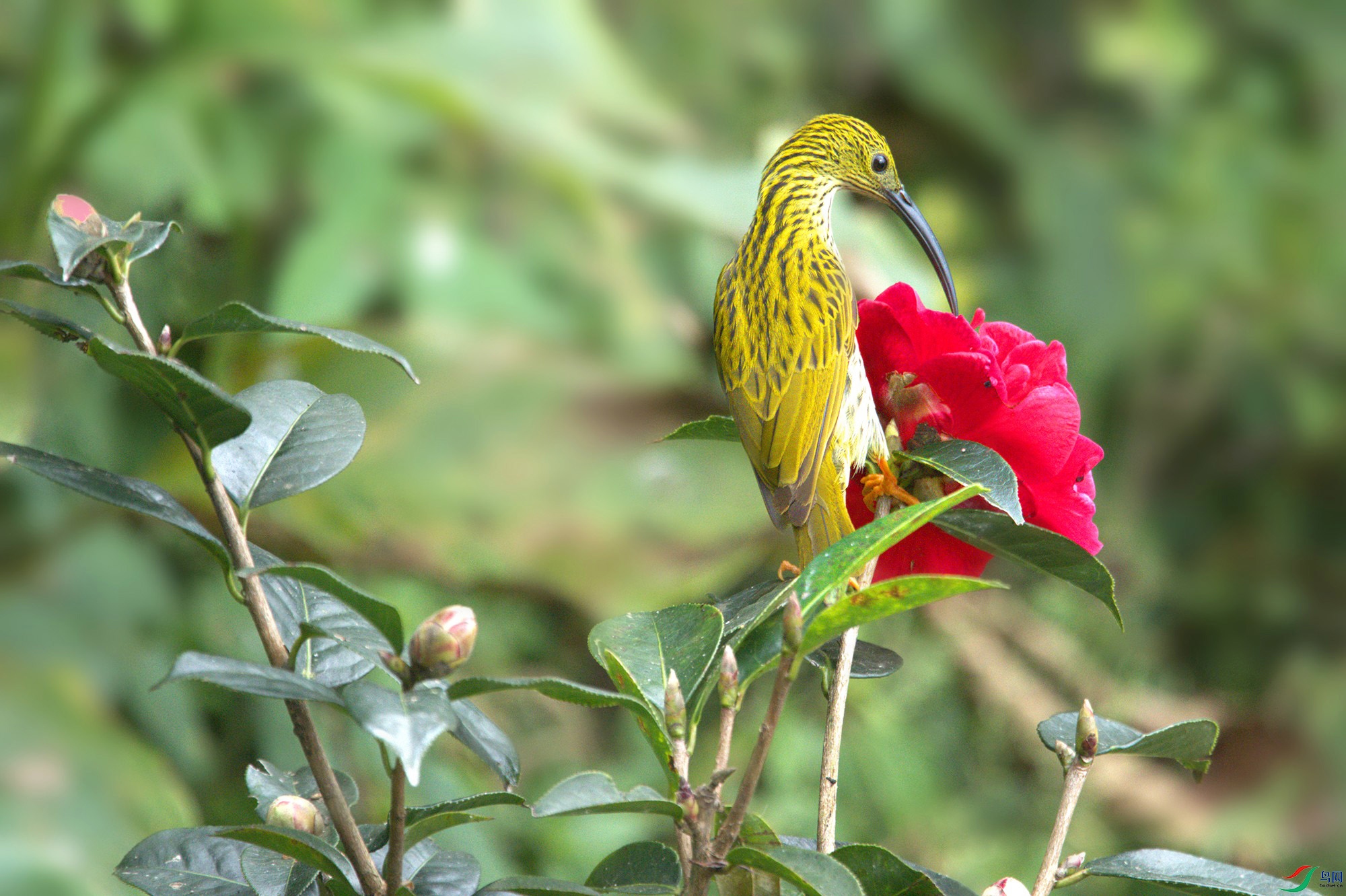 DSC_2694_.jpg