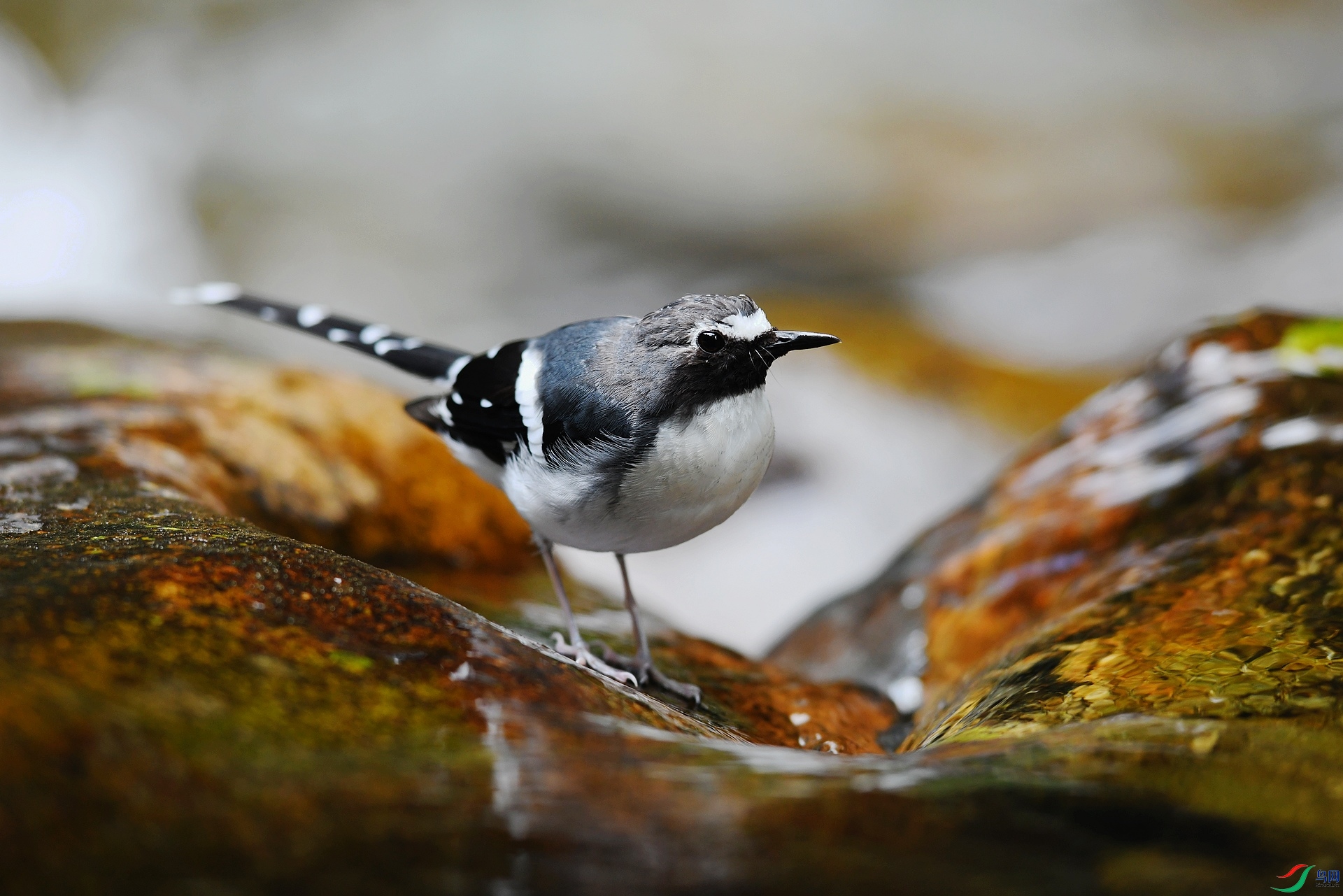 DSC_4263.jpg