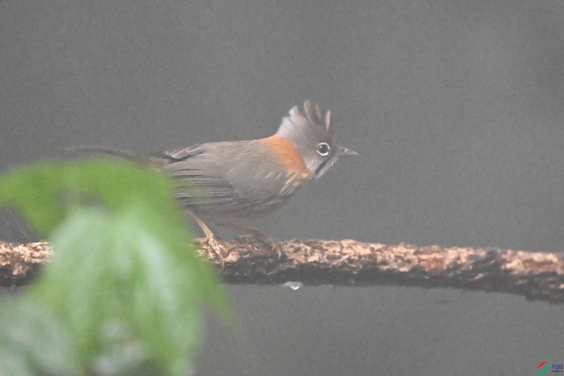 DSC_6800.JPG