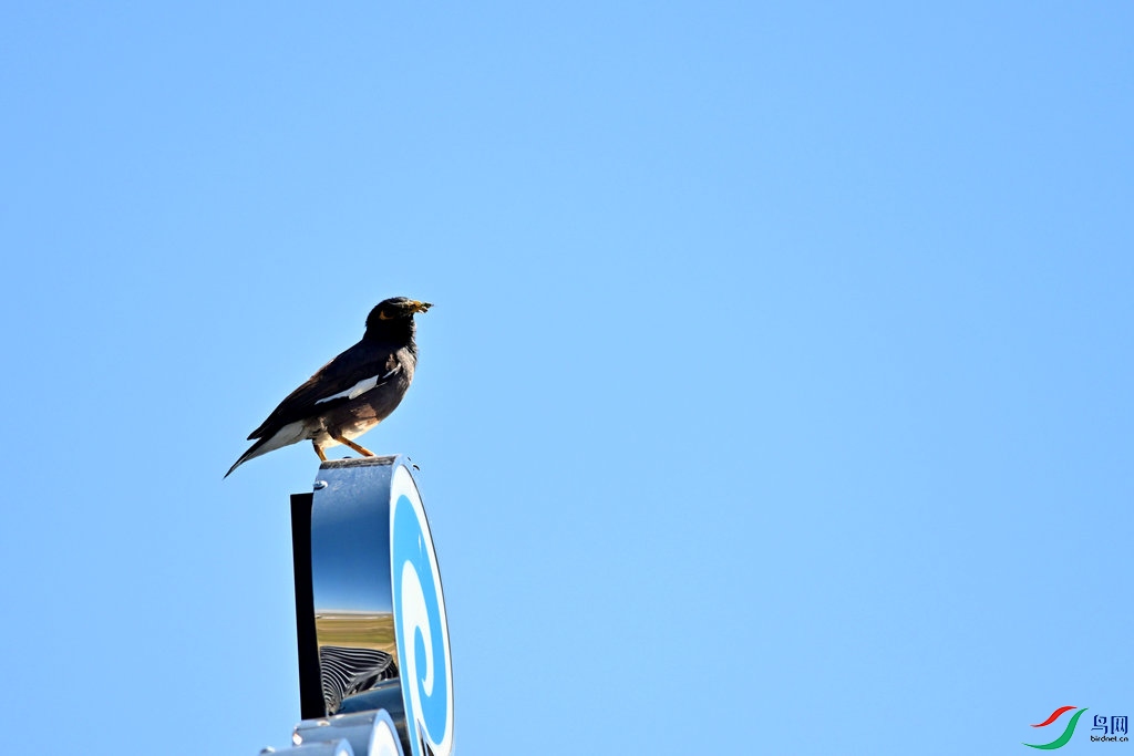 DSC_1333.jpg