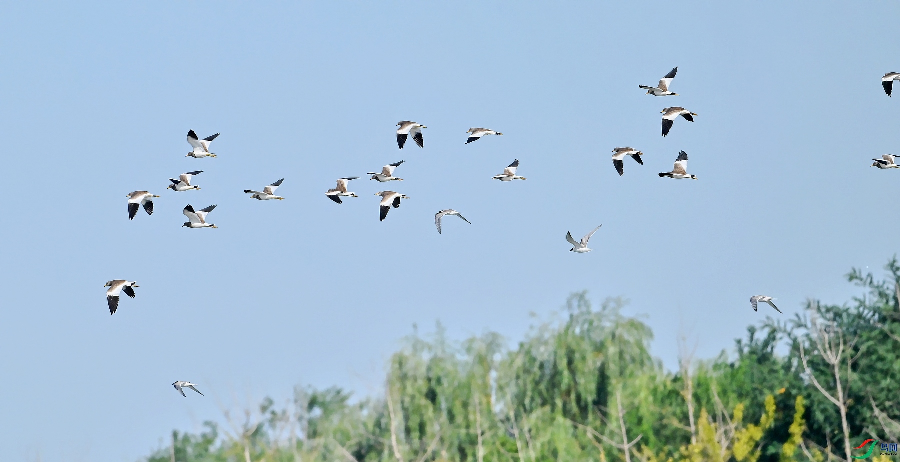 DSC_0026_conew1.jpg