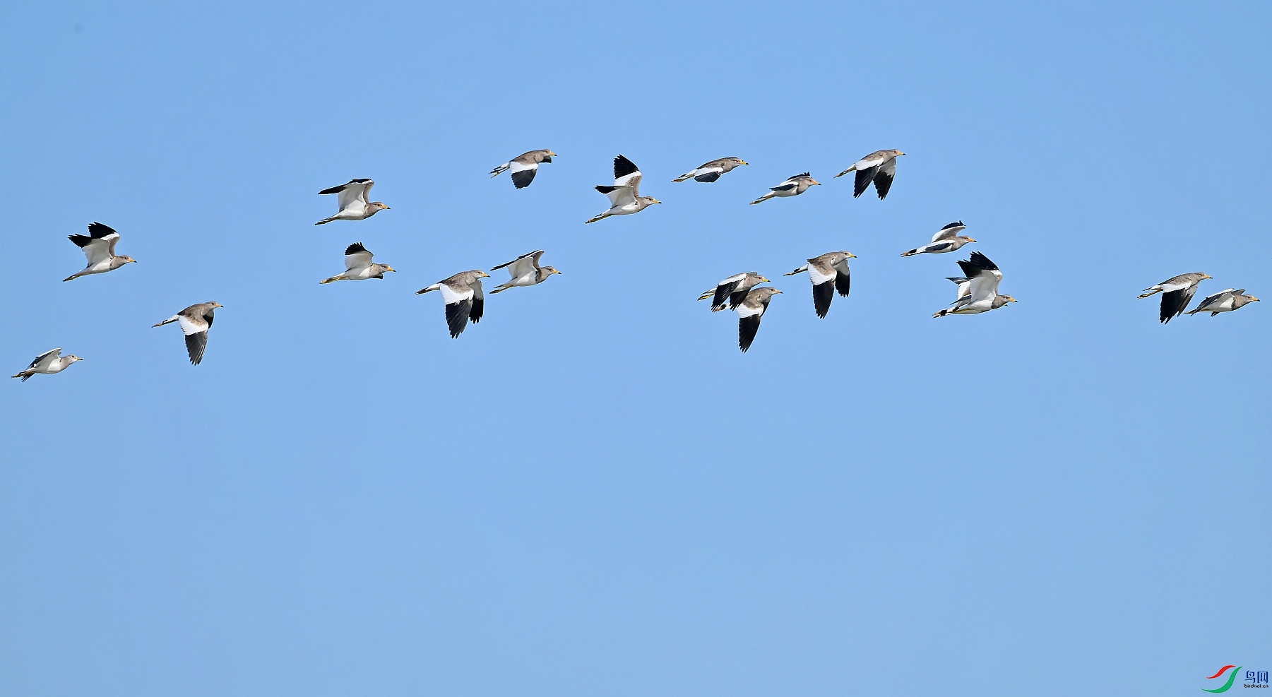 DSC_0273_conew1.jpg
