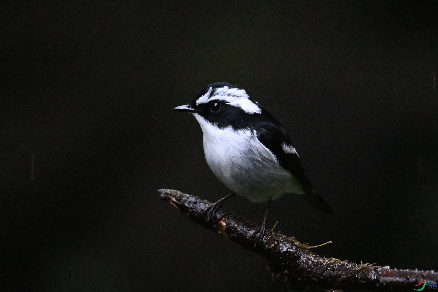 DSC_6819.JPG