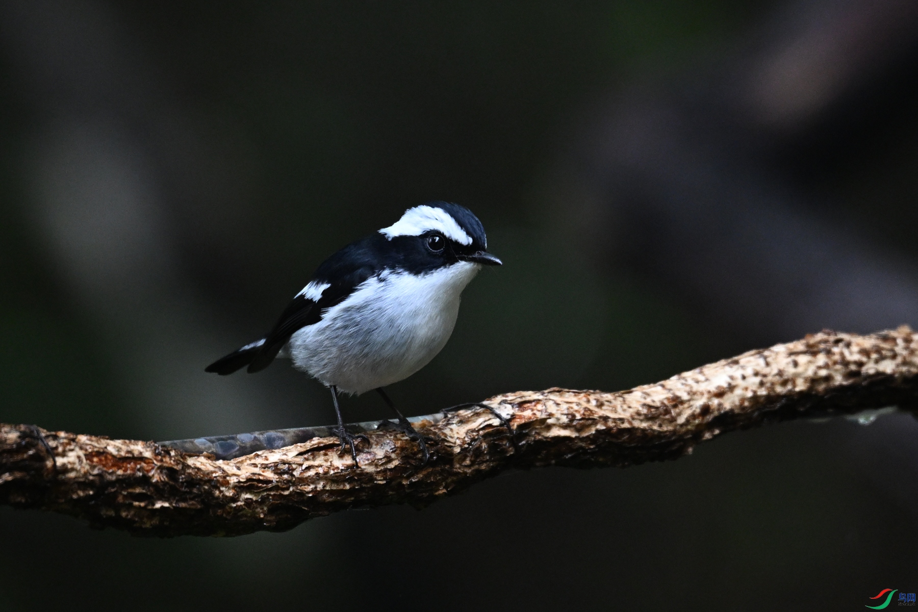 DSC_6790.JPG