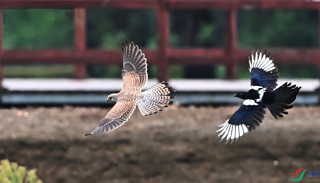 DSC_5119.JPG