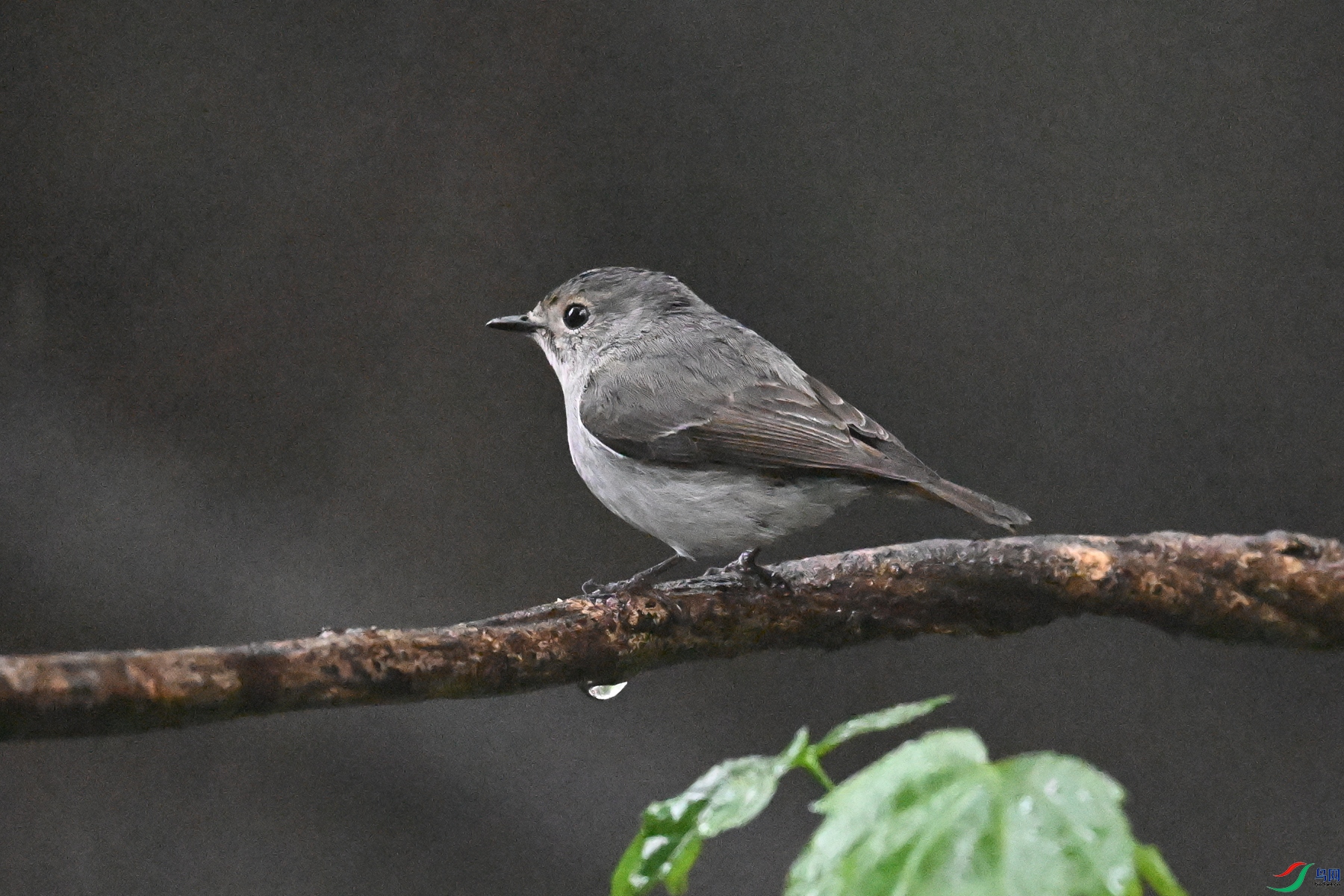 DSC_6810.JPG
