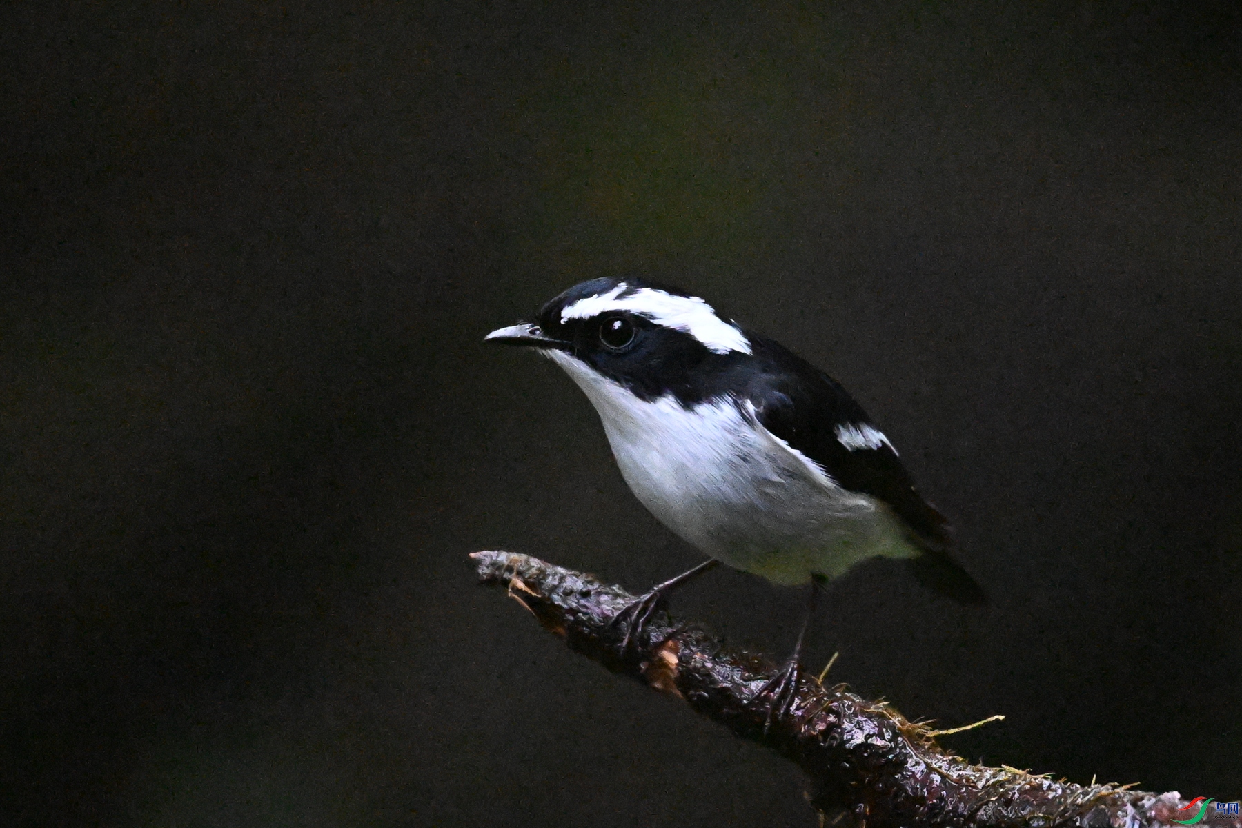 DSC_6817.JPG
