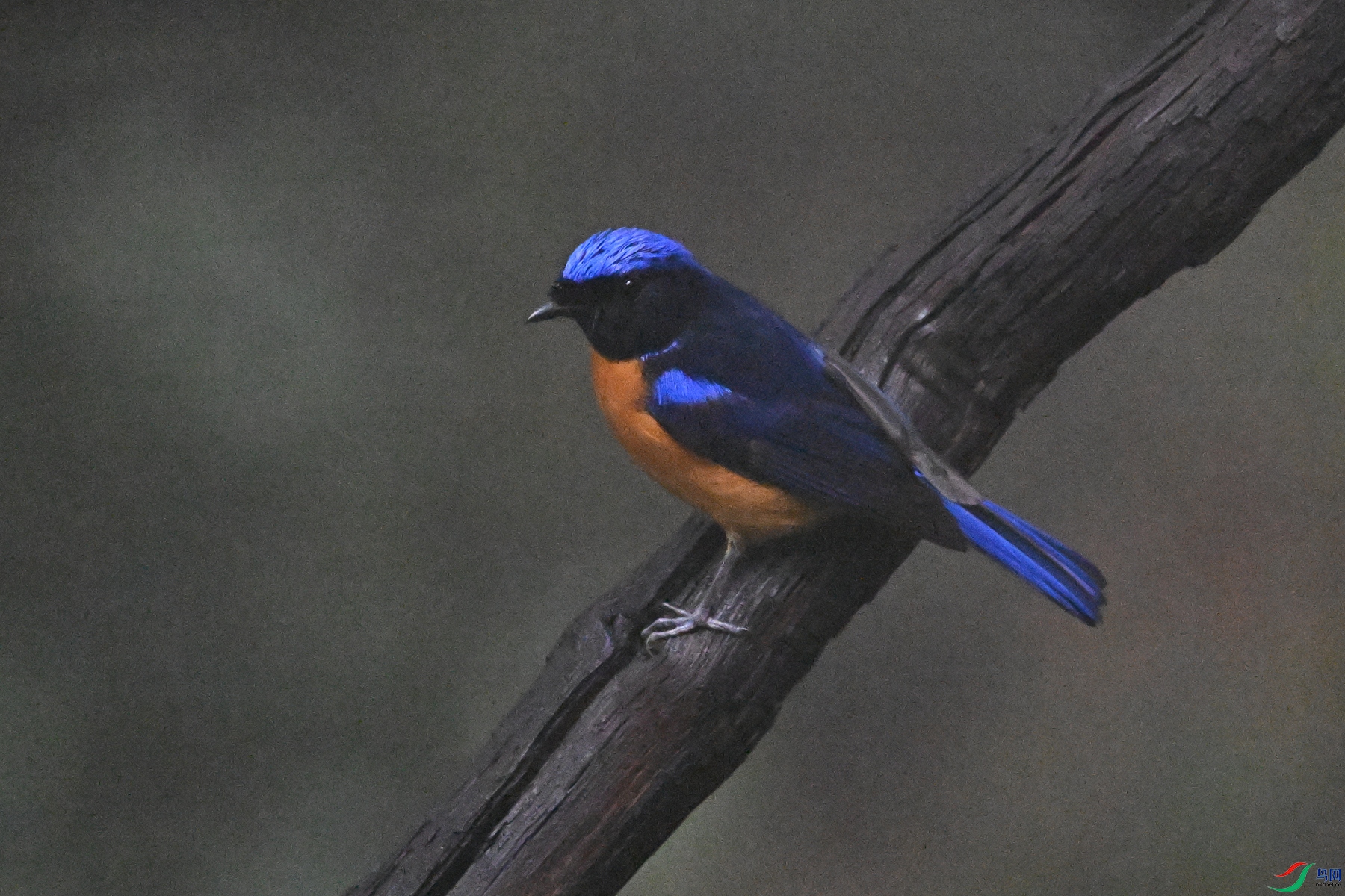 DSC_6827.JPG