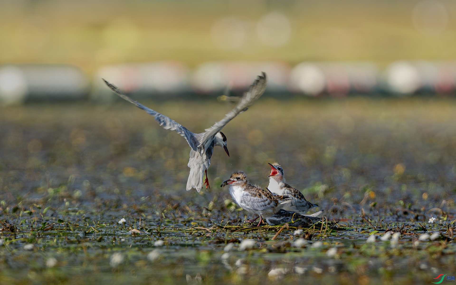 DSC_5469-����ǿ-NR ����.jpg