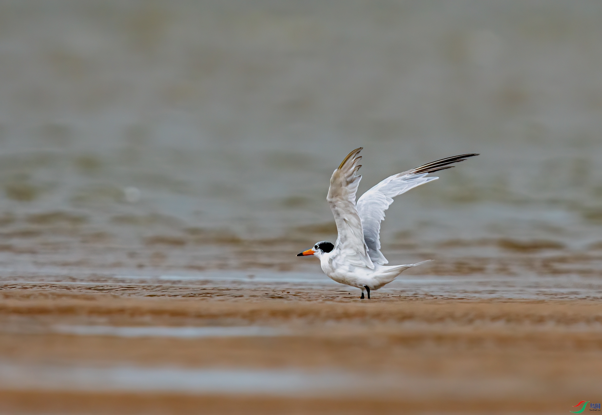 DSC_3208-1.jpg
