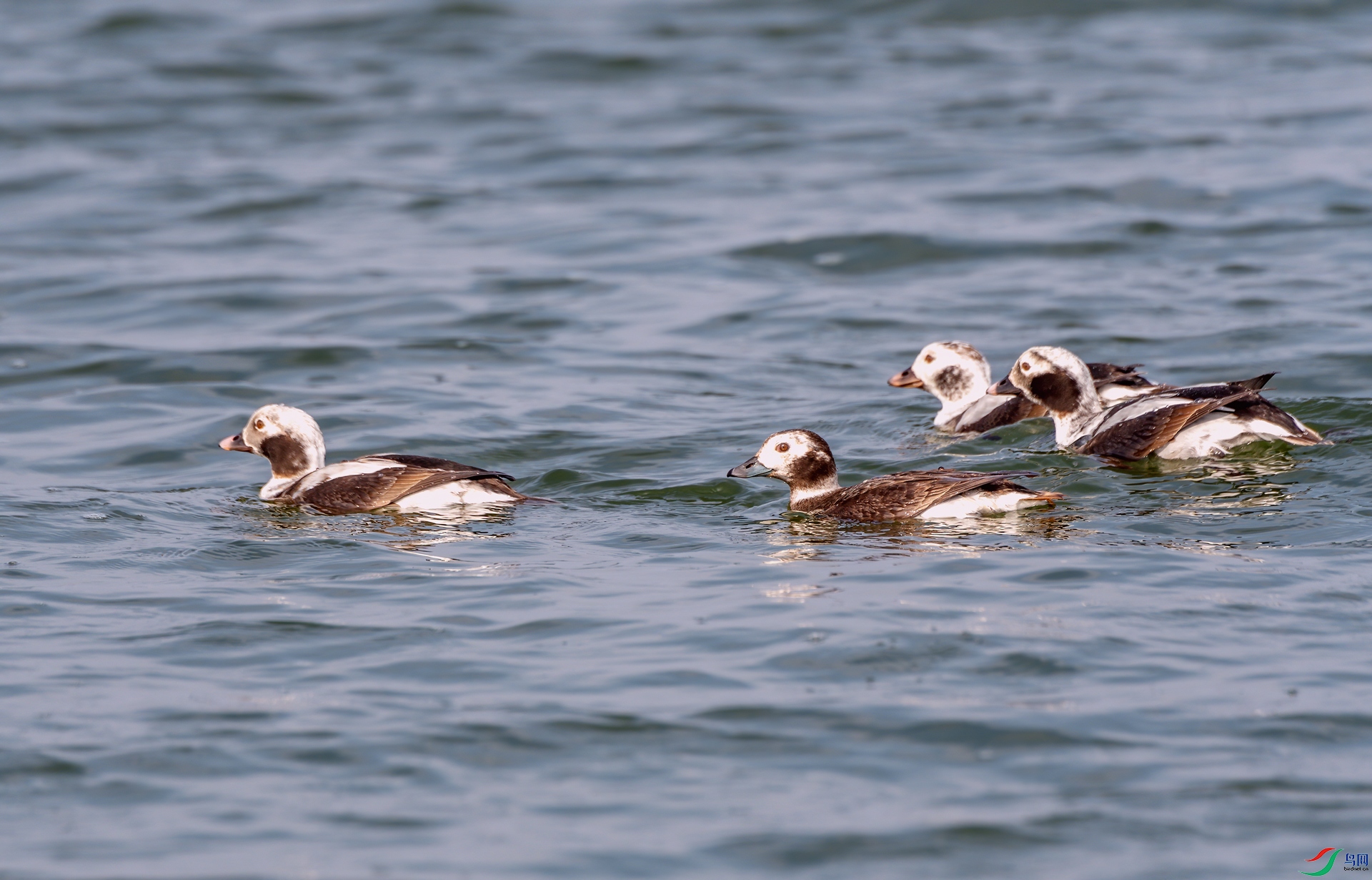 DSC_4550-1.jpg