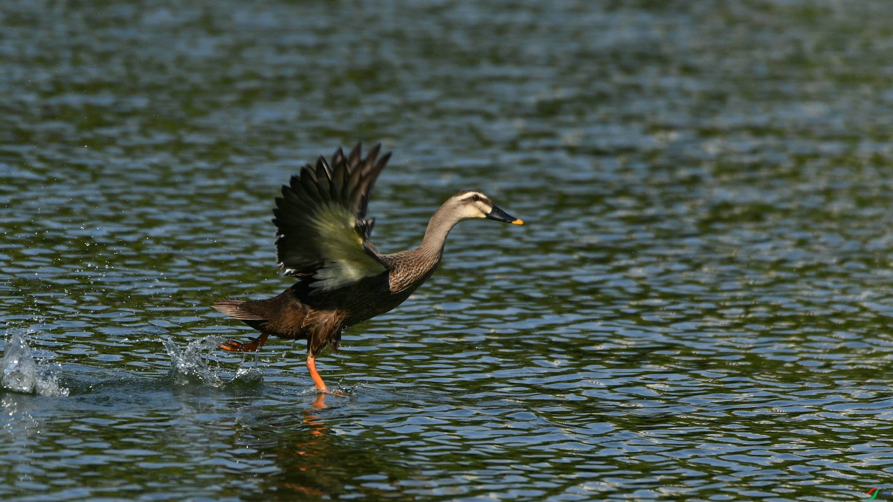 DSC_7099.JPG