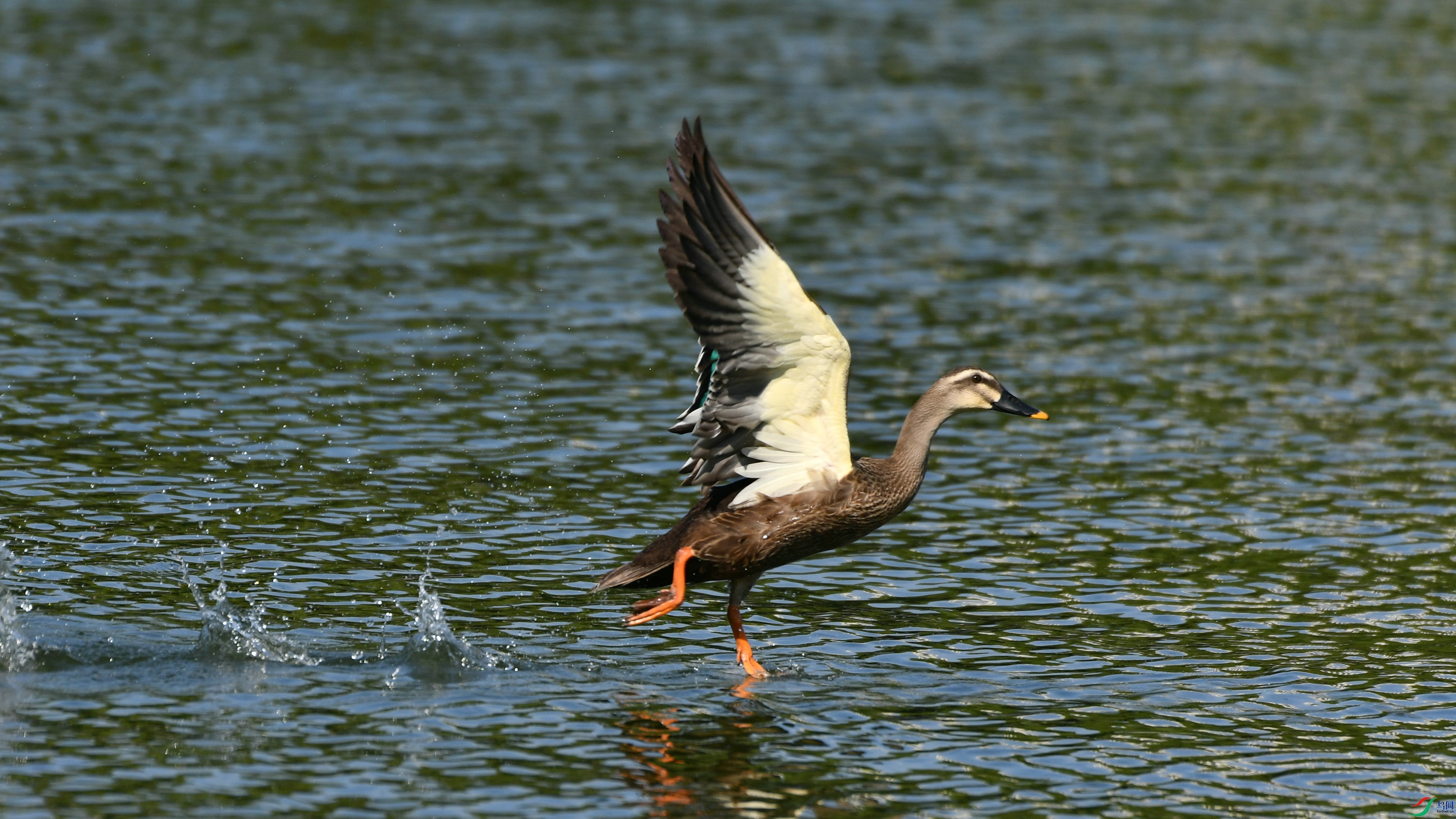 DSC_7100.JPG