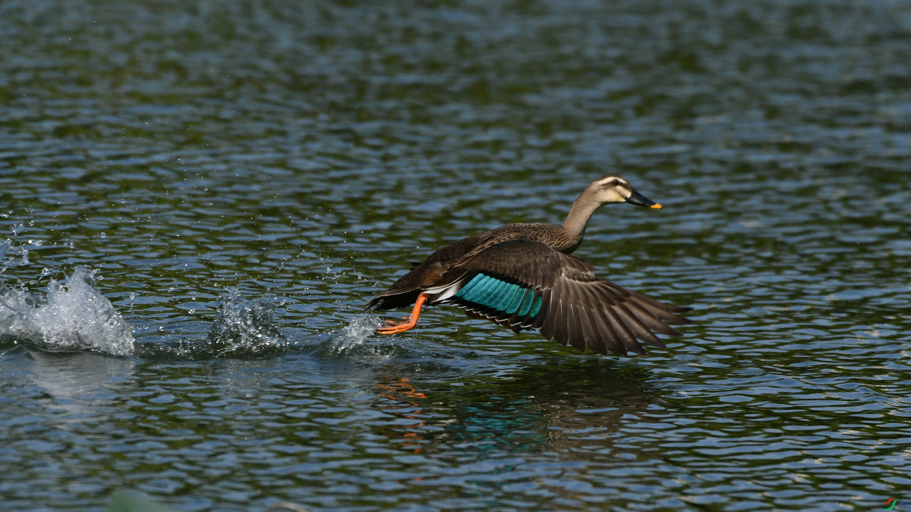 DSC_7098.JPG