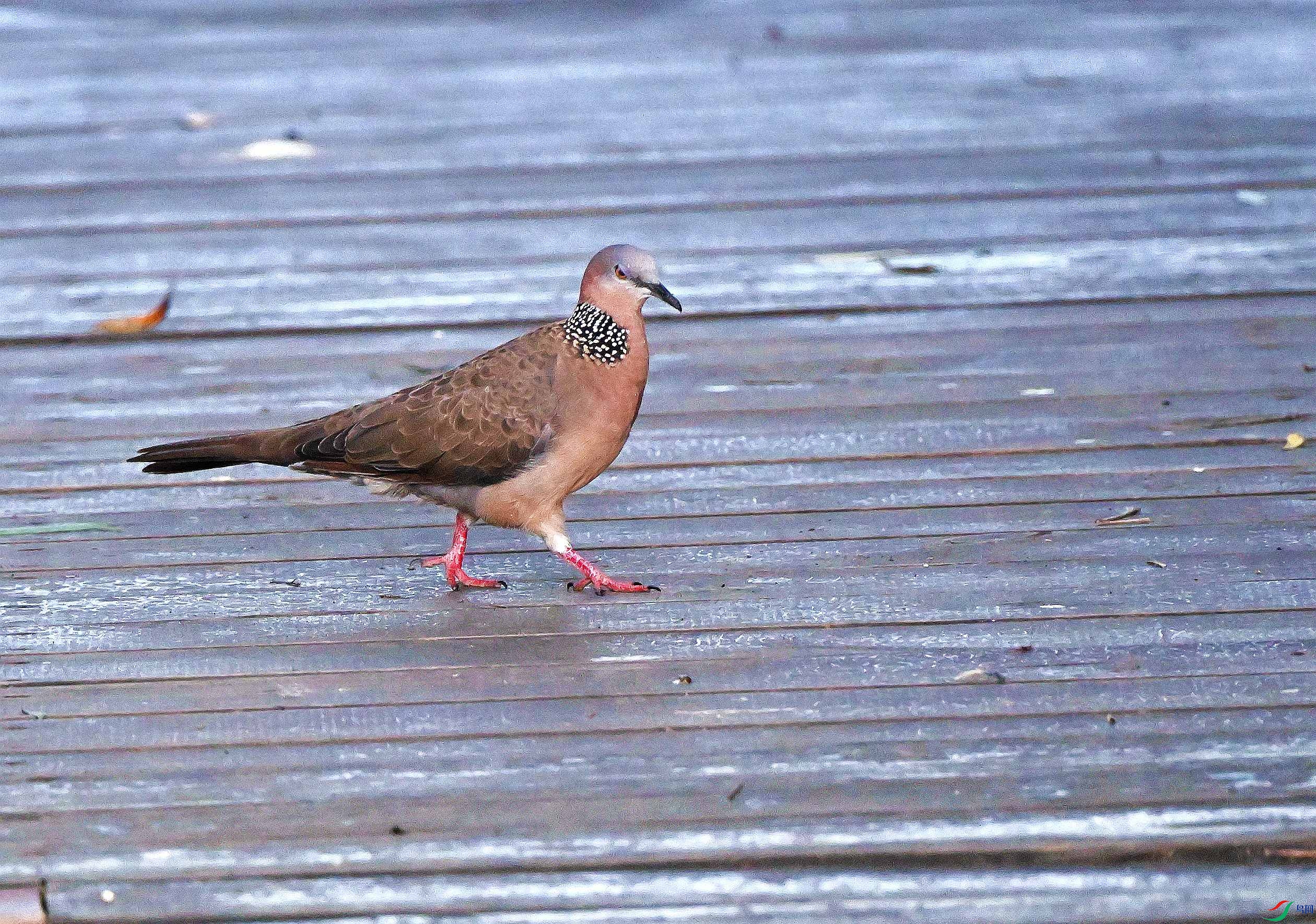 DSC_7448.JPG