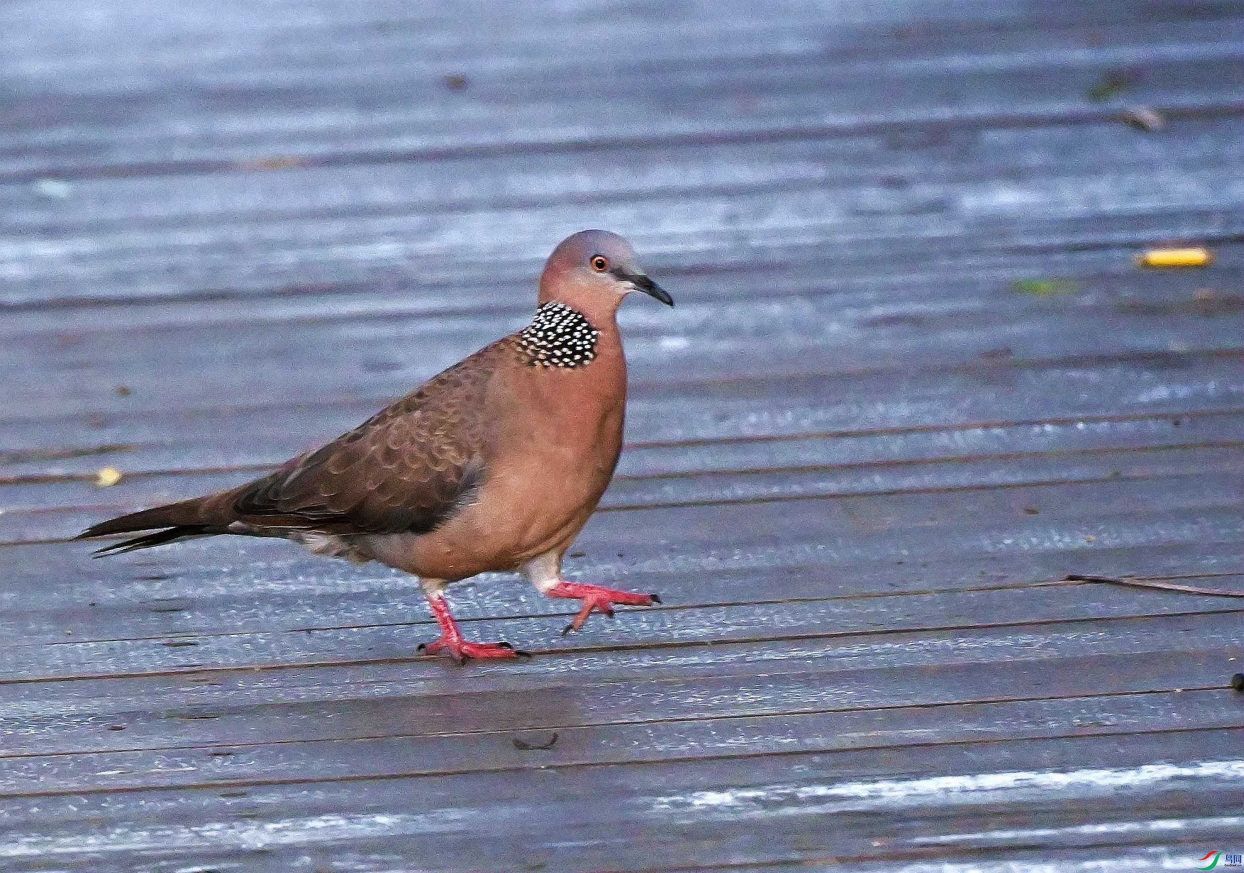 DSC_7459.JPG