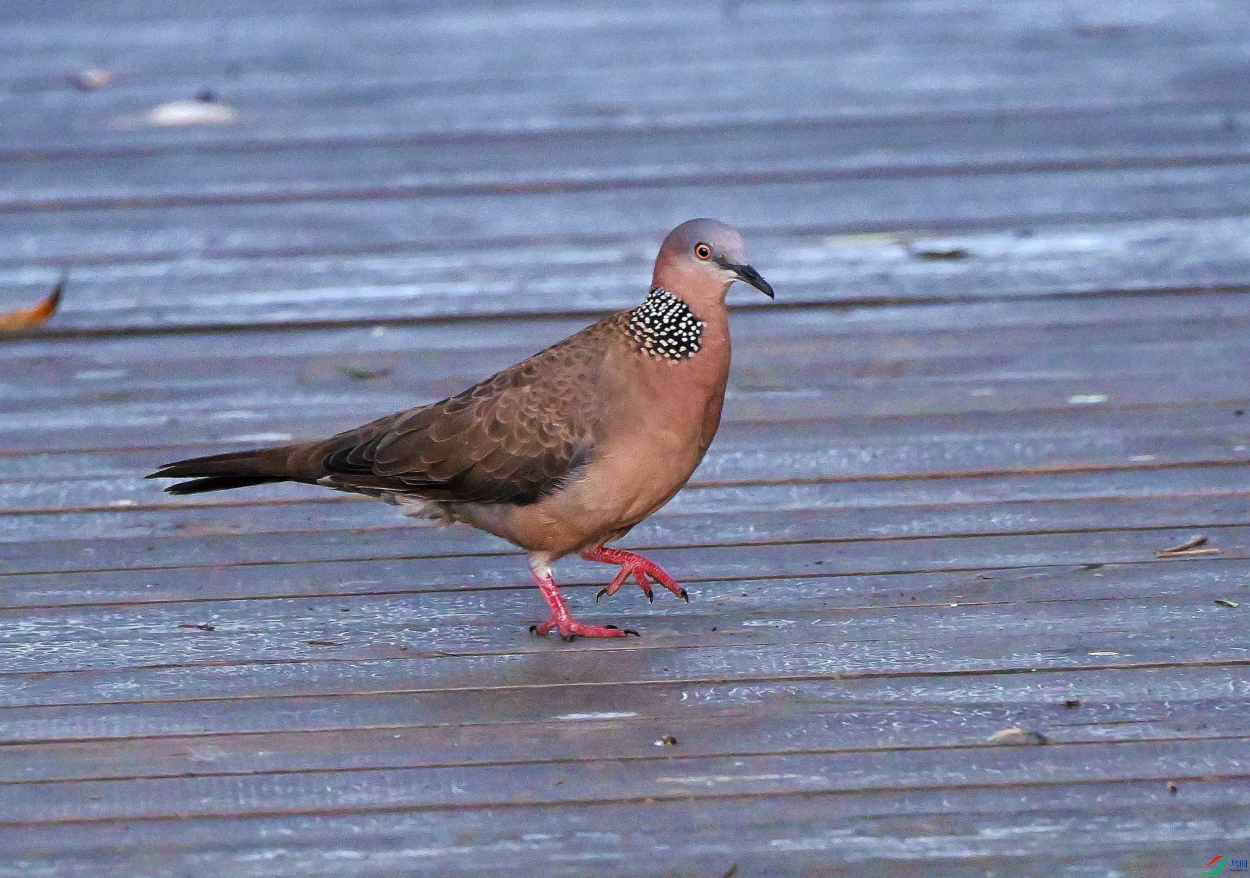 DSC_7451.JPG