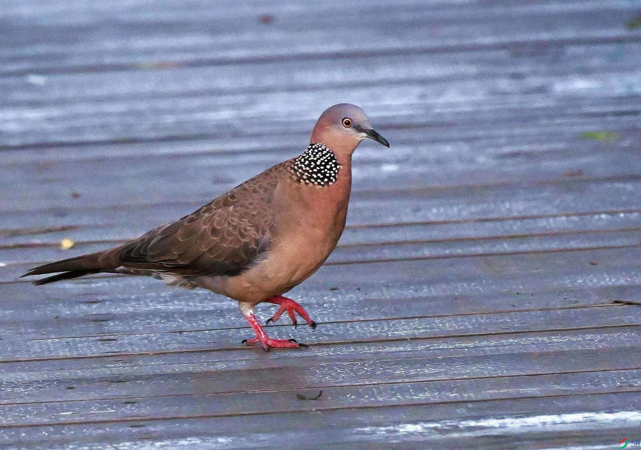 DSC_7458.JPG