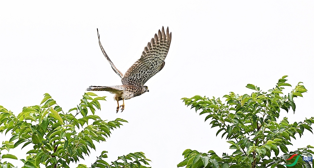 DSC_7455.JPG