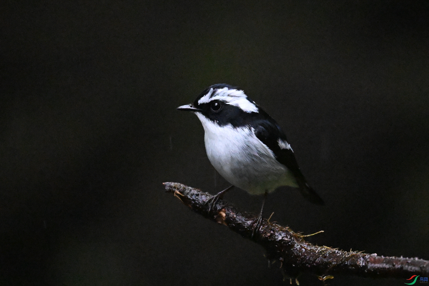 DSC_6822.JPG