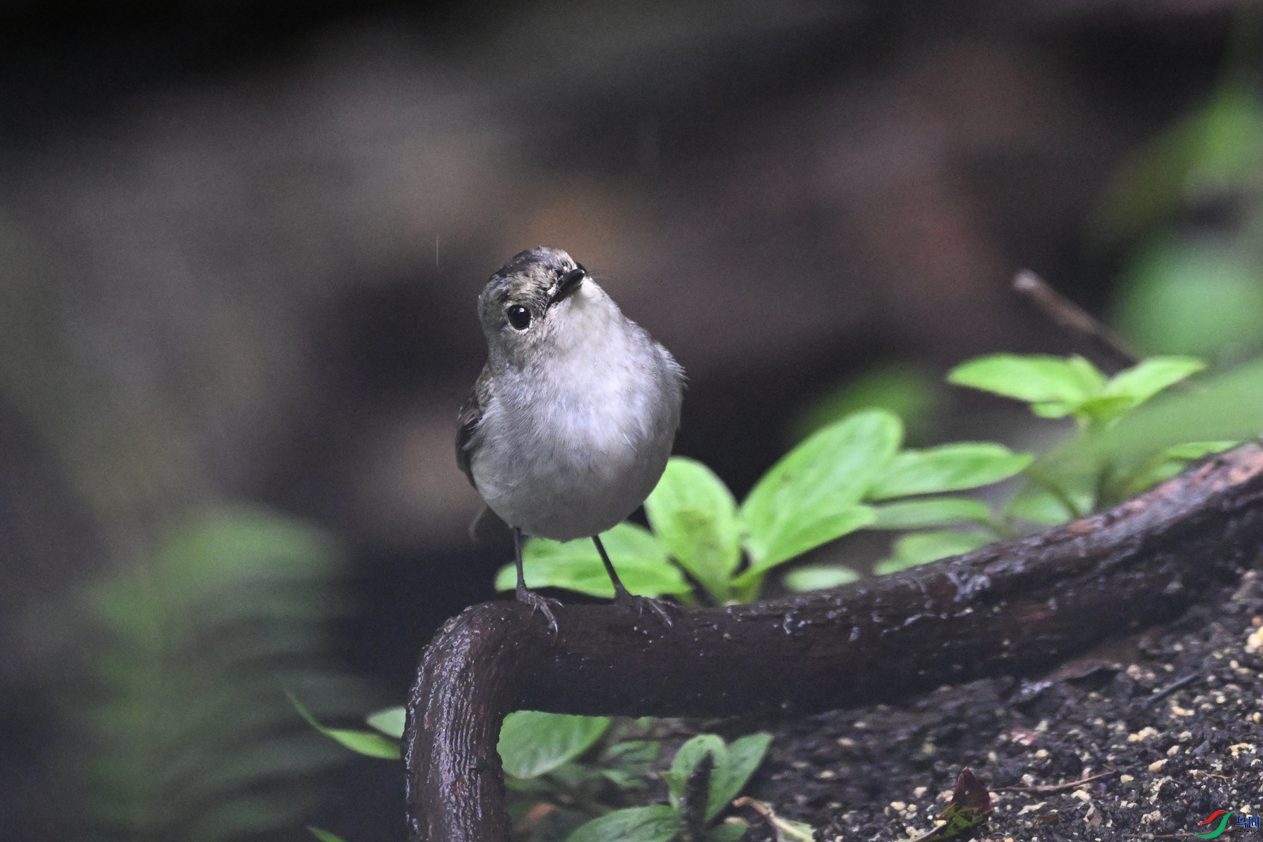 DSC_6852.JPG